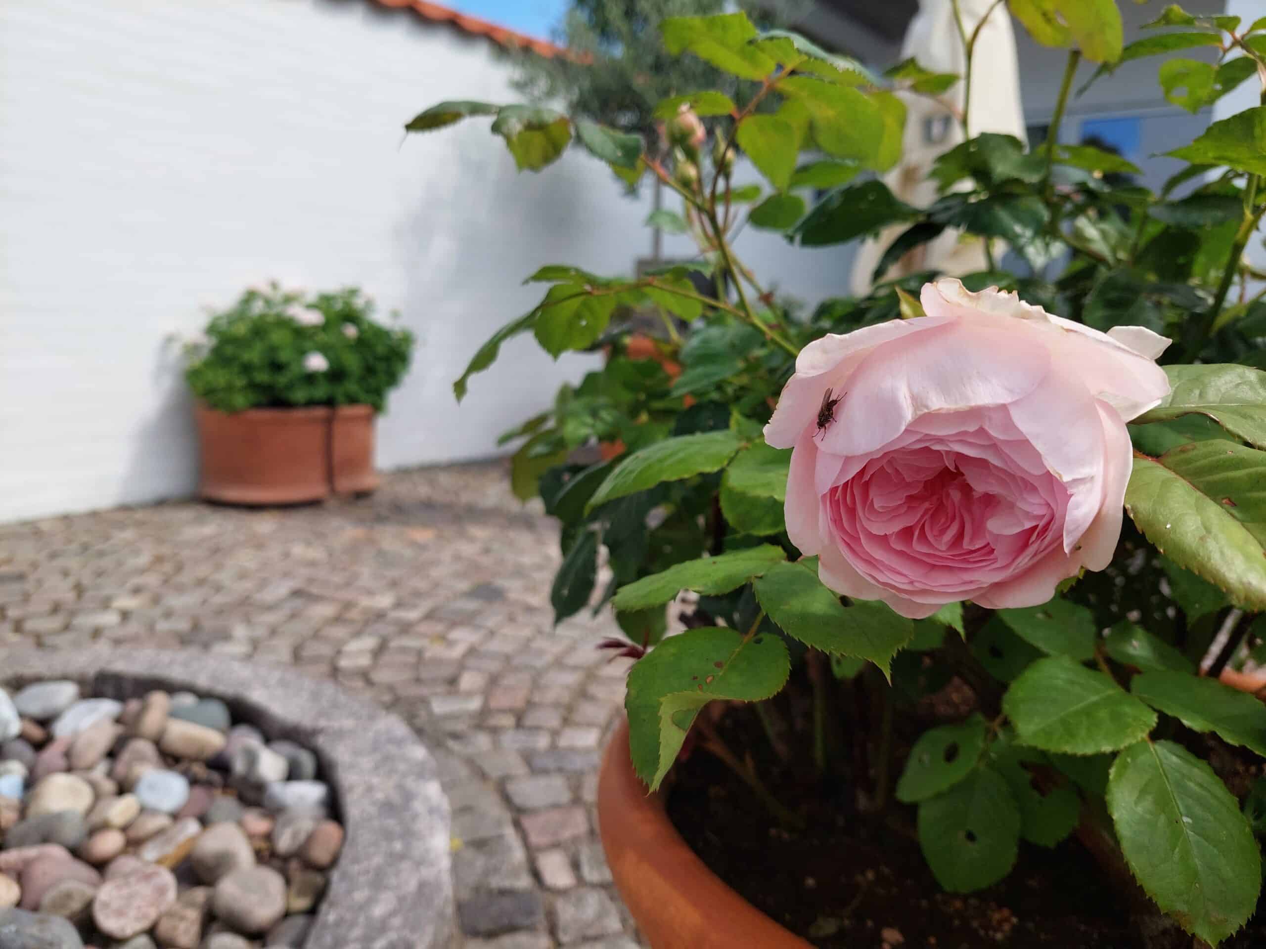 Chaussesten, brugt granit, nordiske farver, belægning til terrasse, gamle granit sten